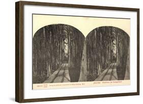 Stereo Blick Auf Eine Waldbahn Im Orangenhain-null-Framed Giclee Print