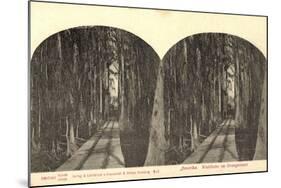 Stereo Blick Auf Eine Waldbahn Im Orangenhain-null-Mounted Giclee Print