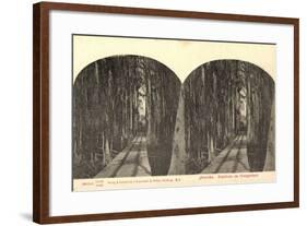 Stereo Blick Auf Eine Waldbahn Im Orangenhain-null-Framed Giclee Print