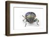 Sternocera Pulchar Fischeri Jewel Beetle from Africa Head on View-Darrell Gulin-Framed Photographic Print