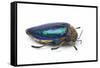 Sternocera Pulchra Fischeri Jewel Beetle from Africa-Darrell Gulin-Framed Stretched Canvas