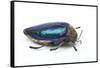 Sternocera Pulchra Fischeri Jewel Beetle from Africa-Darrell Gulin-Framed Stretched Canvas
