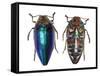 Sternocera Pulchra Fischeri Jewel Beetle from Africa-Darrell Gulin-Framed Stretched Canvas