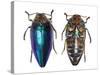 Sternocera Pulchra Fischeri Jewel Beetle from Africa-Darrell Gulin-Stretched Canvas