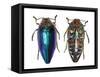 Sternocera Pulchra Fischeri Jewel Beetle from Africa-Darrell Gulin-Framed Stretched Canvas