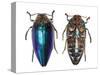 Sternocera Pulchra Fischeri Jewel Beetle from Africa-Darrell Gulin-Stretched Canvas