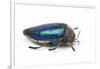 Sternocera Pulchra Fischeri Jewel Beetle from Africa-Darrell Gulin-Framed Photographic Print