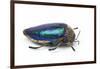 Sternocera Pulchra Fischeri Jewel Beetle from Africa-Darrell Gulin-Framed Photographic Print