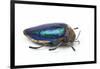 Sternocera Pulchra Fischeri Jewel Beetle from Africa-Darrell Gulin-Framed Photographic Print