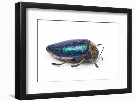 Sternocera Pulchra Fischeri Jewel Beetle from Africa-Darrell Gulin-Framed Photographic Print