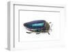 Sternocera Pulchra Fischeri Jewel Beetle from Africa-Darrell Gulin-Framed Photographic Print