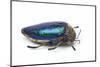 Sternocera Pulchra Fischeri Jewel Beetle from Africa-Darrell Gulin-Mounted Photographic Print