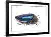 Sternocera Pulchra Fischeri Jewel Beetle from Africa-Darrell Gulin-Framed Photographic Print