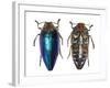 Sternocera Pulchra Fischeri Jewel Beetle from Africa-Darrell Gulin-Framed Photographic Print