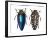 Sternocera Pulchra Fischeri Jewel Beetle from Africa-Darrell Gulin-Framed Photographic Print