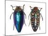 Sternocera Pulchra Fischeri Jewel Beetle from Africa-Darrell Gulin-Mounted Photographic Print