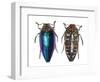 Sternocera Pulchra Fischeri Jewel Beetle from Africa-Darrell Gulin-Framed Photographic Print