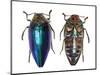 Sternocera Pulchra Fischeri Jewel Beetle from Africa-Darrell Gulin-Mounted Photographic Print