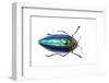 Sternocera Pulchra Fischeri-Darrell Gulin-Framed Photographic Print