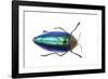 Sternocera Pulchra Fischeri-Darrell Gulin-Framed Photographic Print