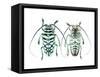 Sternotomis Bohemani Bohndorffi Long Horned Beetle Top and Bottom View-Darrell Gulin-Framed Stretched Canvas