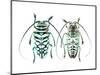 Sternotomis Bohemani Bohndorffi Long Horned Beetle Top and Bottom View-Darrell Gulin-Mounted Photographic Print