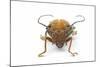 Sternotomis Pulchra Ornata Head on View of This Long Horned Beetle-Darrell Gulin-Mounted Photographic Print