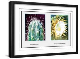 Stetsonia Coryne-null-Framed Art Print