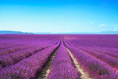 Lavender Flower Blooming Fields Endless Rows-stevanzz-Stretched Canvas