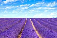 Lavender Flower Blooming Fields Endless Rows-stevanzz-Stretched Canvas