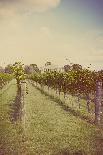 Vines in Summer-Steve Allsopp-Photographic Print