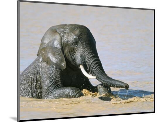 Photographic Print, , large