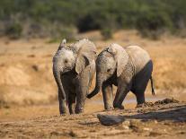 Baby Elephants, Playing in Addo Elephant National Park, South Africa-Steve & Ann Toon-Photographic Print