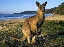 Eastern Grey Kangaroo on Beach, Murramarang National Park, New South Wales, Australia-Steve & Ann Toon-Photographic Print