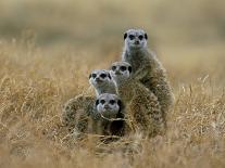 Meerkats (Suricates) (Suricata Suricatta), Greater Addo National Park, South Africa, Africa-Steve & Ann Toon-Photographic Print