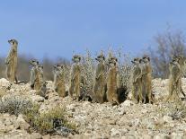 Meerkats (Suricates) (Suricata Suricatta), Kalahari Gemsbok Park, South Africa, Africa-Steve & Ann Toon-Photographic Print