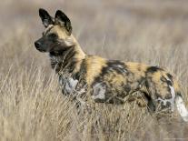 Wild Dog (Painted Hunting Dog) (Lycaon Pictus), South Africa, Africa-Steve & Ann Toon-Photographic Print
