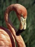 Flamingo-Steve Bavister-Framed Photographic Print