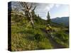 Steve Bjorklund Rides the Singletrack of the Bangtail Ridge Trail Near Bozeman, Montana, Usa Mr-Chuck Haney-Stretched Canvas