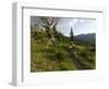 Steve Bjorklund Rides the Singletrack of the Bangtail Ridge Trail Near Bozeman, Montana, Usa Mr-Chuck Haney-Framed Photographic Print