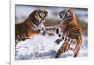 SIBERIAN TIGERS NEW STEVE BLOOM PHOTOGRAPHY POSTER LAMINATED 61X91CM 