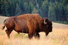 American Bison Buffalo Side Profile Early Morning in Montana at National Bison Refuge-Steve Boice-Laminated Photographic Print