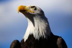 Bald Eagle with Blue Sky-Steve Boice-Framed Photographic Print