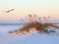 Brown Pelicans Flying in Formation at Sunset on Florida Beach-Steve Bower-Premium Photographic Print