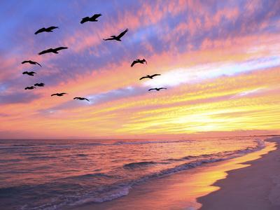 'Brown Pelicans Flying in Formation at Sunset on Florida Beach ...