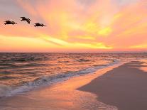 Brown Pelicans Flying in Formation at Sunset on Florida Beach-Steve Bower-Photographic Print