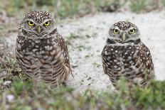 Pair of Hungry Baby Tree Swallows (Tachycineta Bicolor) Looking out of a Bird House Begging for Foo-Steve Byland-Photographic Print