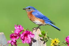 Eastern Bluebird-Steve Byland-Framed Photographic Print