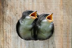 Pair of Hungry Baby Tree Swallows (Tachycineta Bicolor) Looking out of a Bird House Begging for Foo-Steve Byland-Photographic Print