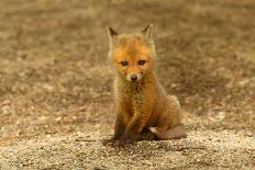 Red Fox Kit-Steve Byland-Framed Photographic Print